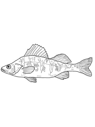 Maryland Yellow Perch Coloring Page